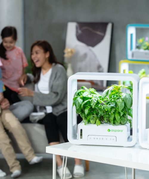DIY Hydroponic Systems for Beginners: Grow Plants Without Soil (Seriously!)