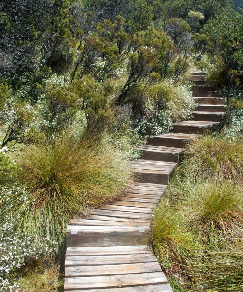 Water-wise Gardening: Your Oasis Awaits in the Arid Landscape