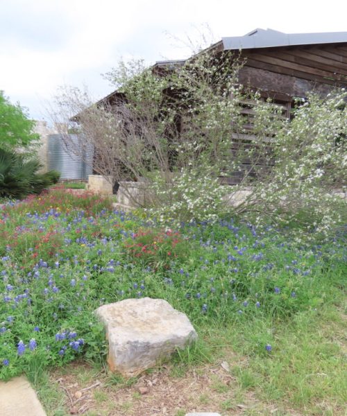Micro-habitats and Wildlife Support in Your Suburban Garden