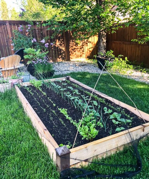 Shade-Tolerant Vegetable Varieties for Low-Light Yards