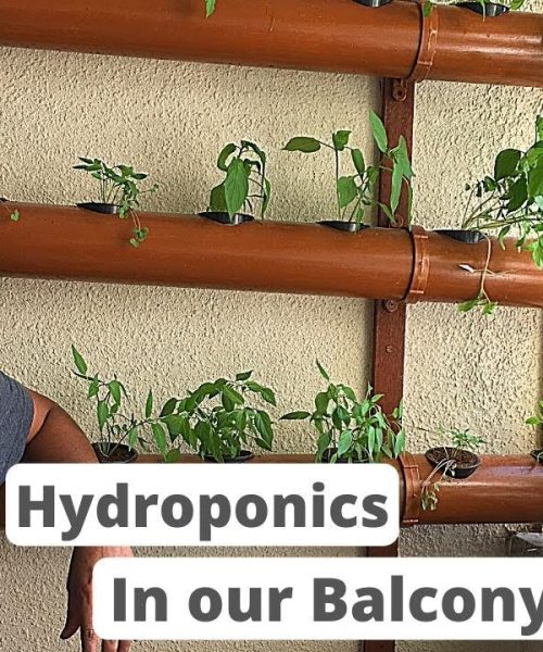 Small-Space Food Gardening with Vertical Hydroponic Systems
